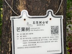 -荔湾湖公园