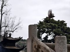 -潭柘寺景区