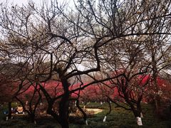 -杭州植物园