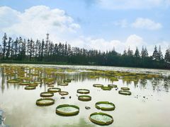 -上海长兴岛郊野公园