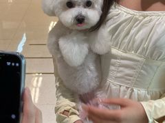 -帕帕拉兹宠物(亚洲旗舰店)