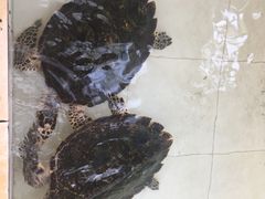 -广东惠东海龟国家级自然保护区