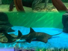 -上海海洋水族馆