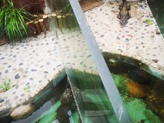 -上海大自然野生昆虫馆(东方明珠·爬宠昆虫探索中心)