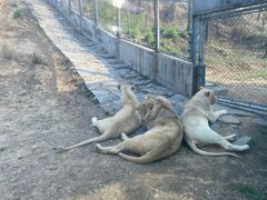 -石家庄市动物园