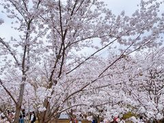 -顾村公园