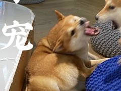 -逗柴咖啡屋·狗咖猫咖宠物桌游