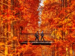 -黄海国家森林公园