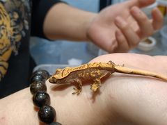 -酷以爬仙阁实体爬宠店·守宫·蜥蜴·专业繁育