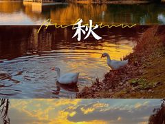 -上海共青森林公园