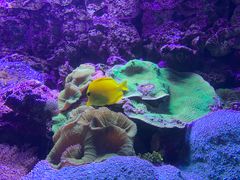 -悉尼海洋生物水族馆