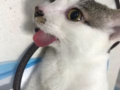 -瑞派旺宝宠物医院·犬猫全科综合·尿道专科(莲兴院)