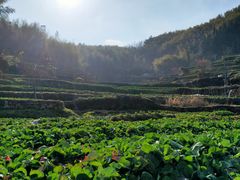 -灵山景区梯田