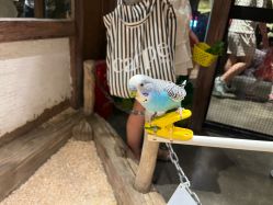 -造物庄园 萌宠纪(苏州湾歌林公园店)