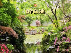 -上海醉白池公园