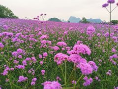 -会仙湿地