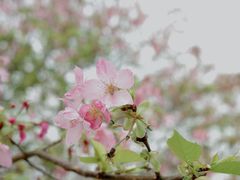 -天适樱花悠乐园