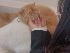 -More Fun猫咖 二十只万元加菲主题