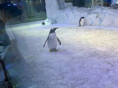 -芜湖新华联大白鲸海洋公园