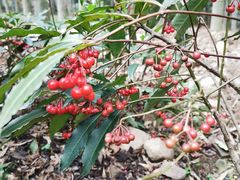 -西湖风景区十里琅珰-五云山