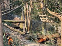 -都江堰中华大熊猫苑