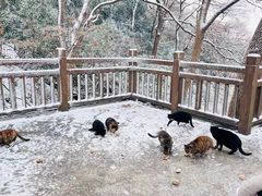 -紫金山山顶公园