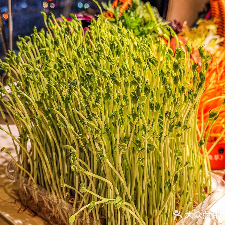 猪肚鸡烫野菜！汤底都被男朋友喝光了！