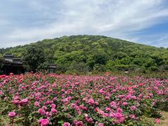 -龙寺生态园