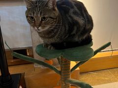 -Catmate·猫肥家润(金润铂宫店)