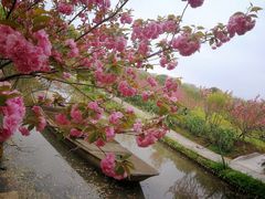 -南汇桃花村