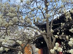 -灵谷景区