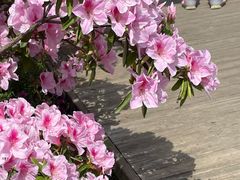 -苏州上方山国家森林公园