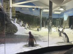 -悉尼海洋生物水族馆