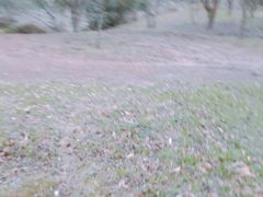 -汉拿树木园