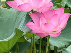 -莲花池公园