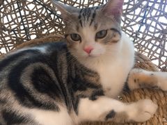 -飞行喵MR PILOT|猫舍·猫咖(静安大融城店)