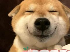 -Husky Go! 哈士奇体验馆·宠物咖啡厅狗咖