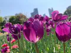 -香蜜公园