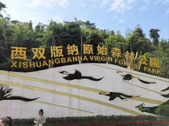 -西双版纳原始森林公园