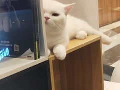 -袖虎·猫馆(体育西路店)