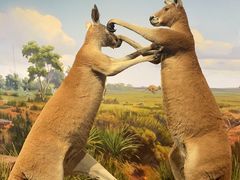 -陕西自然博物馆