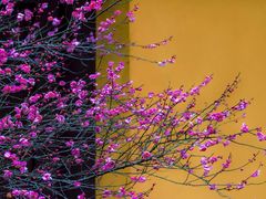 -慧因高丽寺