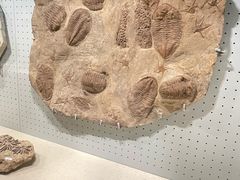 -辽宁古生物博物馆