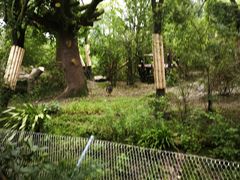-成都大熊猫繁育研究基地