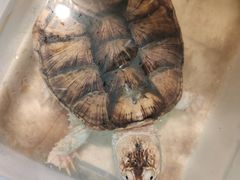 -灵龟之家百象馆(百象馆联合旗舰店)