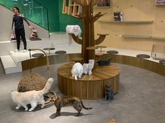 -飞行喵MR PILOT|猫舍·猫咖(静安大融城店)