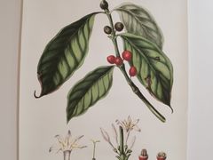 -LilBee Coffee