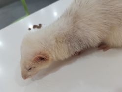 -Moni星球萌宠·小马宝莉·灵蛇·高端高阶全萌宠互动体验俱乐部(红豆国际广场店)