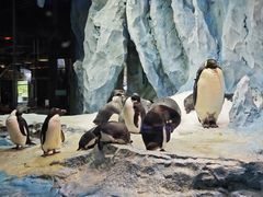 -帝企鹅自助餐厅•儿童岛•真企鹅(长隆企鹅酒店)