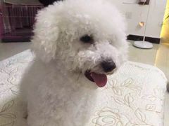 -瑞派宠物医院(锦江店)